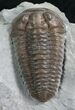 Top Quality Flexicalymene Trilobite - #8330-2